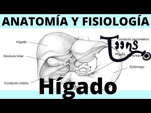 What are the liver and gallbladder? Anatomy and physiology.