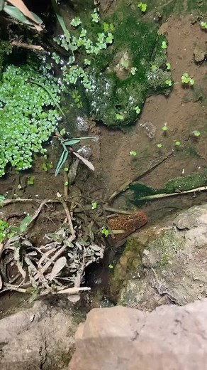 107K views · 596 reactions | Skill catching eel | Animals | Facebook