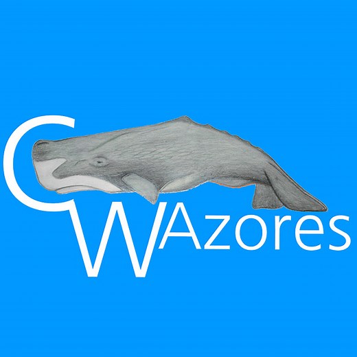 Swim with wild dolphins in the Azores