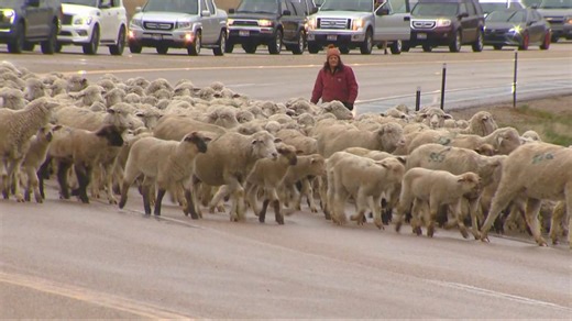 Sheep lovers unite at Idaho's 'Trailing of the Sheep' festival in Ketchum, starting Wednesday