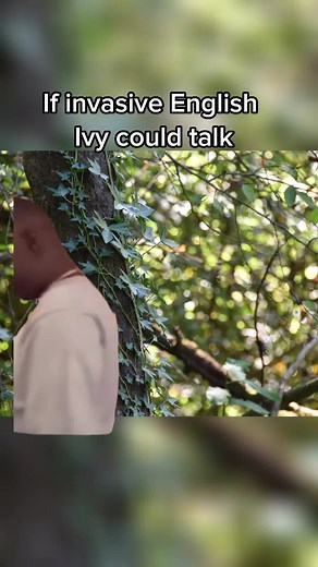 English ivy is an invasive species in BC. It is planted as cover for walls and buildings, and as ground cover in commercial landscapes. It forms a dense mat that suppresses native plants. Don't let this plant hang around! Plant Boston ivy or Deer fern instead! #CapCut #englishivy #gardening #invasivespecies #biodiversity #bcinvasives #invasivespeciesawareness #fyp #landscapingtips #gardeningtips