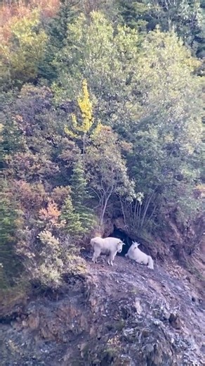 BC goat lays down before Killshot #deerhunting #hunting #wildlife