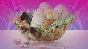 Cheep! Cheep! Head over to the Hatchimals Hatching House to see more of these cute baby chicks and have the chance of winning some awesome Hatchimals prizes! #Hatchimals #Whowillhatchfirst #cute #babychicks #ad | Cartoon Network