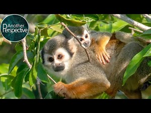 The amazing Wildlife of the Rainforest in Ecuador