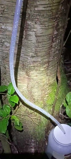 Tapping a birch tree to collect sap for making syrup.