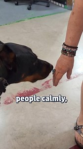 5 Must-Know Laws for Doberman Owners! #doberman #dobermanpinscher #dobermanownership #dobermanplanet | Doberman Planet