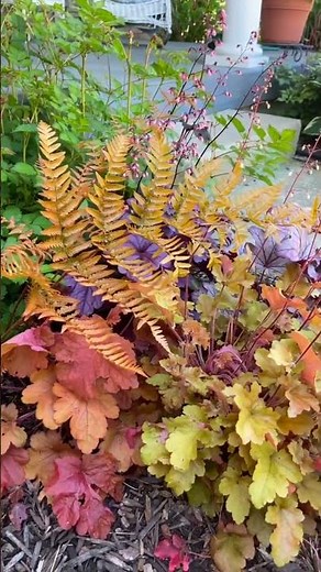 Fall Gardens Need Ferns! #gardening #ferns #gardendesign #gardenplants #foliage #fallfoliage