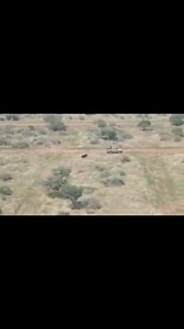 5.2K views · 10K reactions | Angry Buffalo on the loose Don’t t be mistaken these monsters can reach a top steeps of 50 km p/h! You wouldn’t want to get caught by these guys DM For credit or removal @killshot.hunting  | KillShot Hunting | Facebook