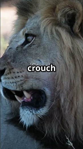 how to escape to the lion🦁