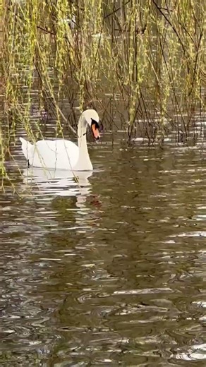 STOP Scrolling… Watch These Two Mute Swans Glide Like Royalty 🦢✨