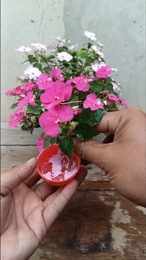 Impatiens flowers Propagation 🌱