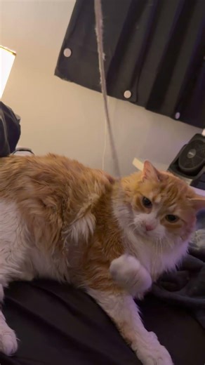 Dexter goes from 0 to 100 REAL fast during playtime 🐾⚡ #cats #funnycats #shorts #fyp #furbaby