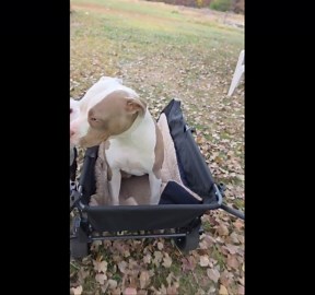 It's Lily's Turn for a Wagon Ride