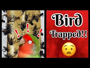 How To Save Your Bird From A Sticky Fly Trap!!
