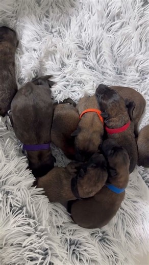 Jordan Ostraryka X Barbarian Life Begins , Crosscountry Malinois D”~ litter. Whelped: 12/21/25