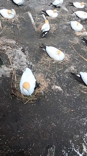 We visited the Muriwai Gannet Colony in Auckland. 😀 #muriwaibeach #muriwai #gannets #auckland #newzealand | Nowwaht