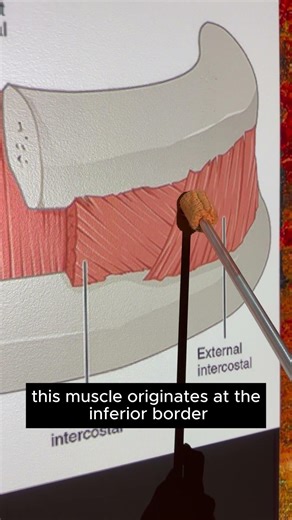 Intercostales Externi #kinesiology #anatomy #anatomystudy #biomechanics #anatomyshorts #studywithme