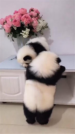 FluffyPuppy on TikTok