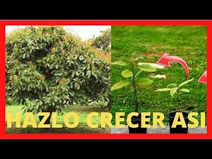 🥑 What does the avocado tree need to grow 🌴