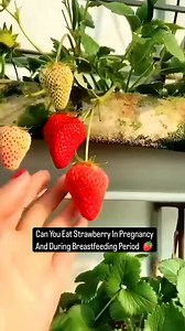 3.5K views | Yes and here's why!  1️⃣Rich in Folate: Strawberries...