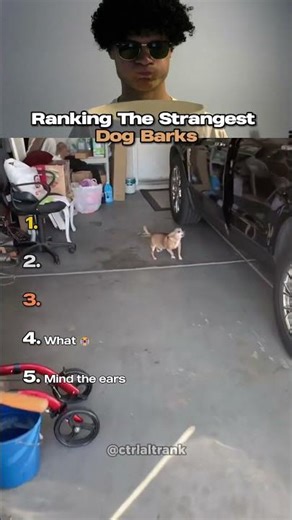 Ranking The Strangest Dog Barks