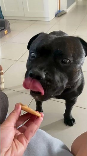 Funny Animal Videos To Start The Weekend Off Right!