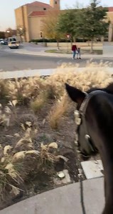 Texas Tech Masked Rider on Reels