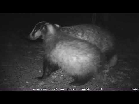 What sound do badgers make? Listen to badger cub noises.
