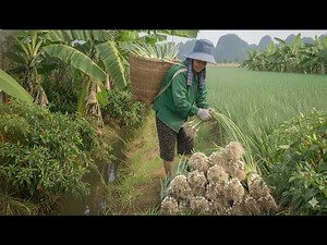 Every Morning at 60: A 2km Walk to Harvest Fresh Vegetables | Real Rural Life