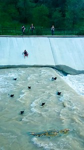 11M views · 317K reactions | A Dangerous Rescue Mission! | Animal Lovers | Facebook