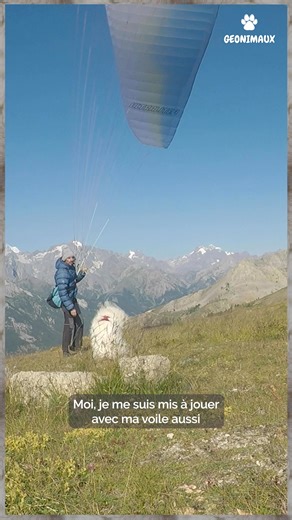 🐶✨ Ouka, le chien qui vole en parapente ! 🪂 Oui, vous avez bien lu ! Ce magnifique Samoyède tout blanc survole les montagnes aux côtés de son maître Shams, parapentiste depuis plus de 15 ans. ⛰️☁️ Mais qui est Ouka ? Un vrai chien aventurier qui partage une vie de liberté avec Shams, sillonnant les routes en van et… le ciel en parapente ! 🚐🌍 Dans cette vidéo, Shams nous raconte comment ils ont appris à voler ensemble. Une histoire aussi folle qu’adorable ! ❤️🐾 | GEO France