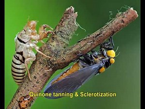 Moulting Process in Insects