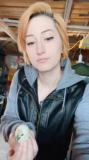 How to Determine the Gender of Your Silkie Chicken