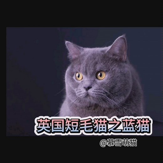 第三集：英国短毛猫之蓝猫