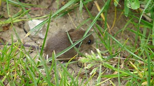 Die Maus im Garten