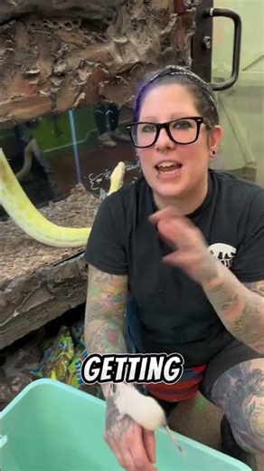 Exciting news for all degu lovers 💚 exoticpets exoticanimals exotic n