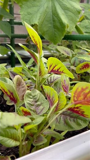 Not Everyone’s Tried This Veg — But It’s Super Nutritious #gardenharvest #growyourownfood #gardening