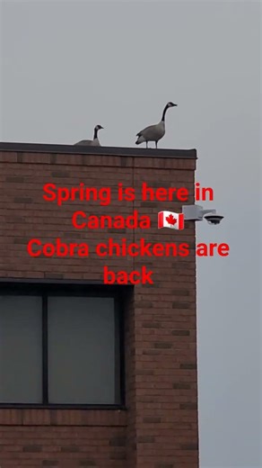 Cobra chickens are back #spring