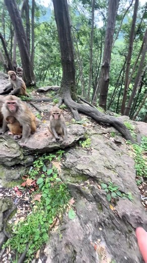 宝宝可爱大芒果：宠粉互动短视频怎么拍