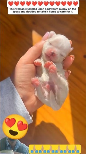 This Woman Rescued a cute little puppy 🐕🐶 #dog #dogs #animals #trending #viral #love #cute #fyp #yt