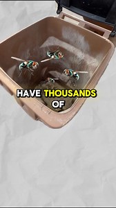 The real reason maggots want your trashcan… | Mango Mist Bin Cleaning