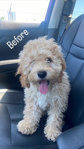Chewy__the__Cockapoo on TikTok