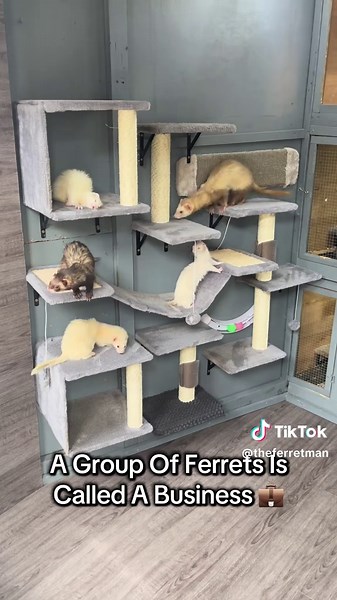 Essential Facts About Owning a Ferret