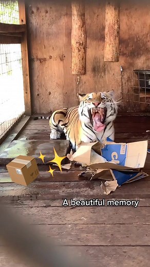 Big or smol, no cat can resist a box 📦 Song by @jake.mutch #notapet #catsanctuary #tiger #rescue