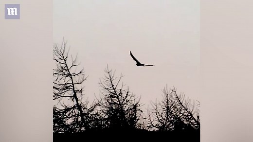 Increased numbers of hen harrier birds seen on UK grouse moors