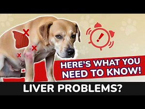 Signs Your Dog Needs Liver Support and How to Help