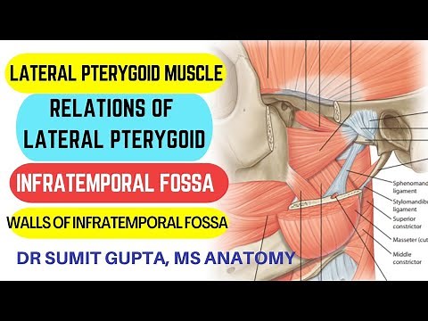 LATERAL PTERYGOID MUSCLE || INFRATEMPORAL FOSSA || Anatomy