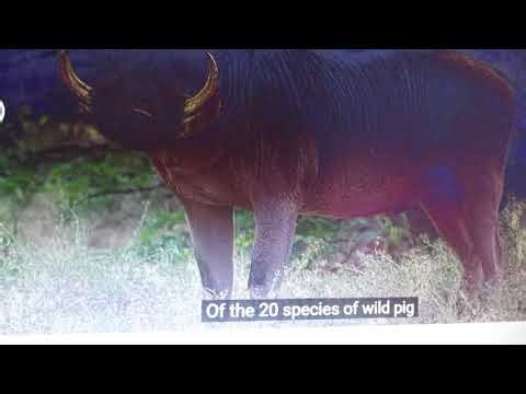 MVI 2014 = 51 different fox = in this world =