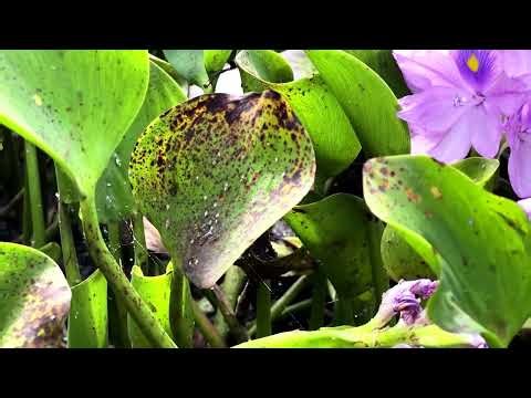 South African scientists battle alien plants with bugs