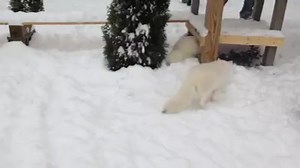 3.1K views · 166 reactions | Arctic Fox kit, Blizzard, playing with the snow. The kits LOVED their first snowfall ever! | Wolf Mountain Nature Center | Facebook